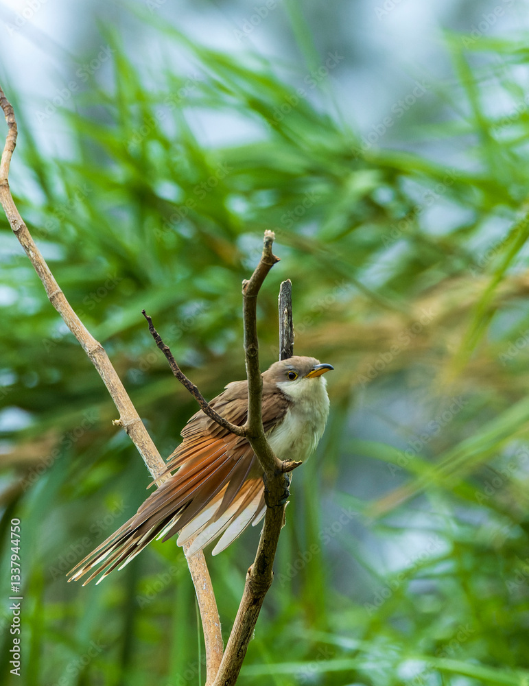Yellow-billed Cuckoo, Coccyzus americanus