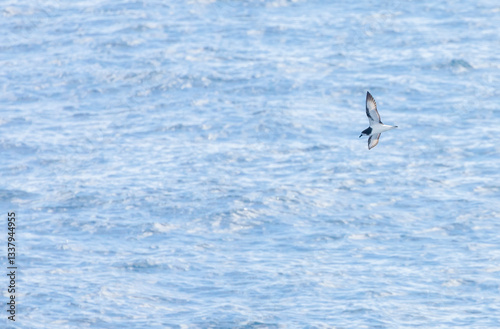 Gould's Petrel, Pterodroma leucoptera
