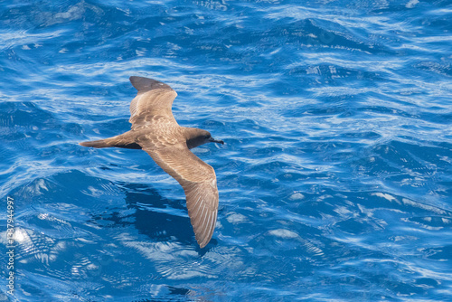 Wedge-tailed shearwater, Ardenna pacifica