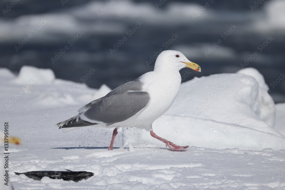 The glaucous-winged gull (Larus glaucescens) is a large, white-headed gull. This photo was taken in Hokkaido, Japan. The glaucous-winged gull (Larus glaucescens) is a large, white-headed gull. This photo was taken in Hokkaido, Japan.