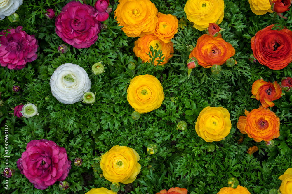 Fototapeta premium A flower garden filled with colorful roses