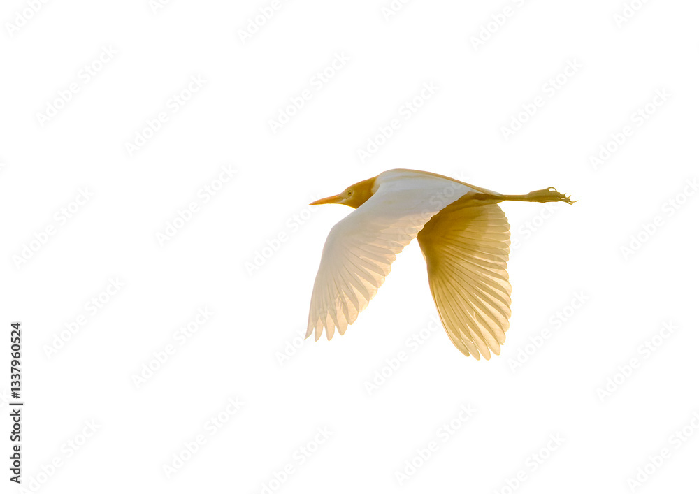 Eastern Cattle Egret, Bubulcus coromandus