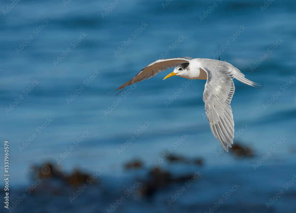 Greater Crested Tern, Thalasseus bergii bergii