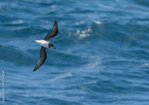 Obraz na płótnie Soft-plumaged Petrel, Pterodroma mollis w salonie
