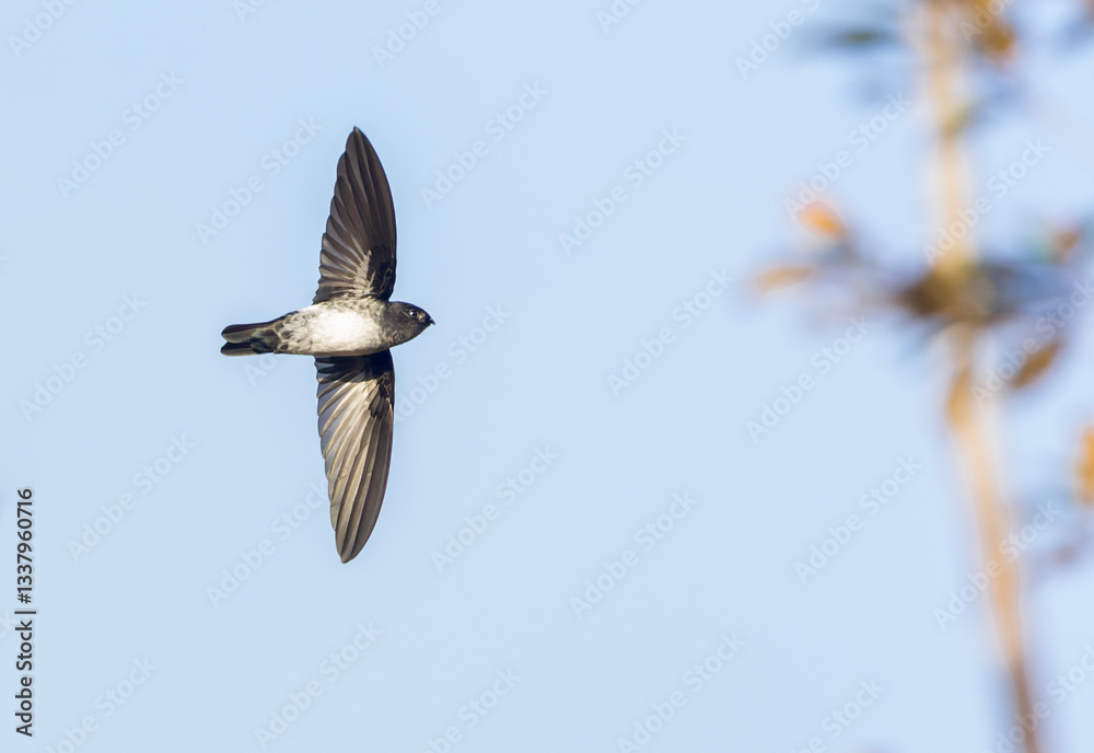 Satin Swiftlet, Collocalia uropygialis albidior