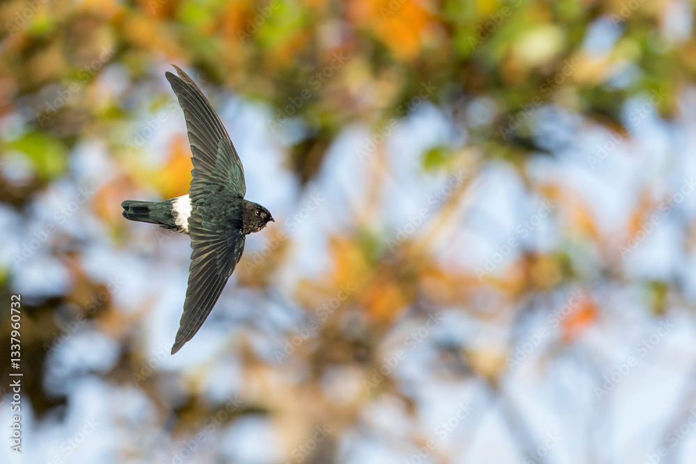 Satin Swiftlet, Collocalia uropygialis albidior