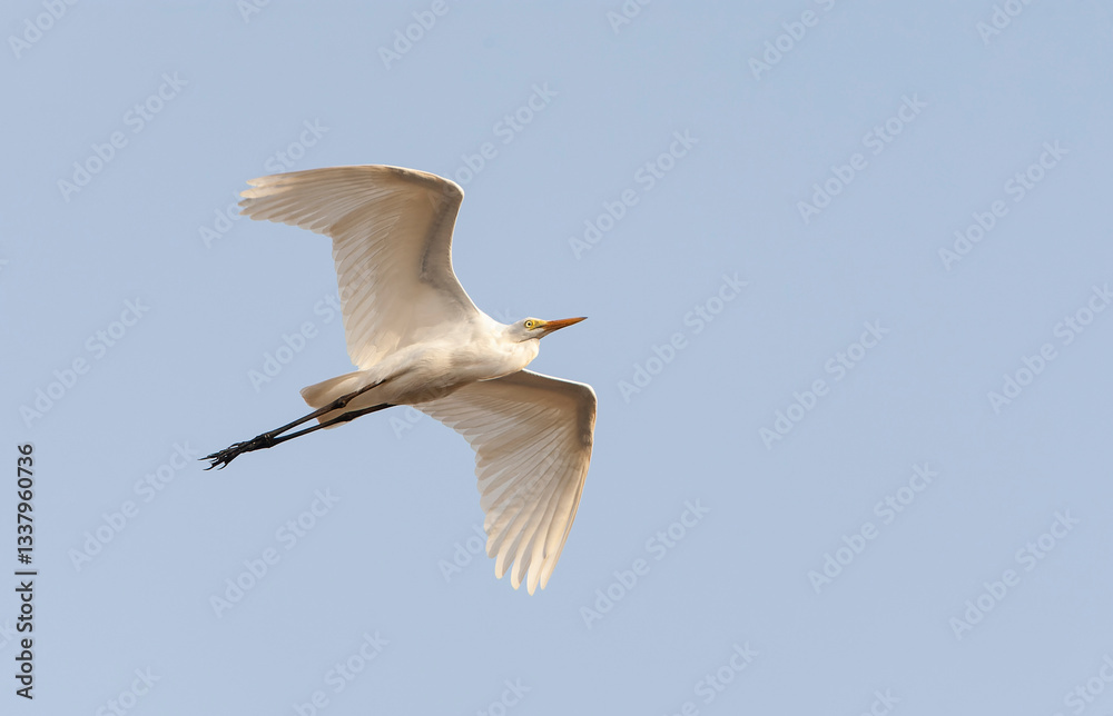 Intermediate Egret, Ardea intermedia brachyrhyncha