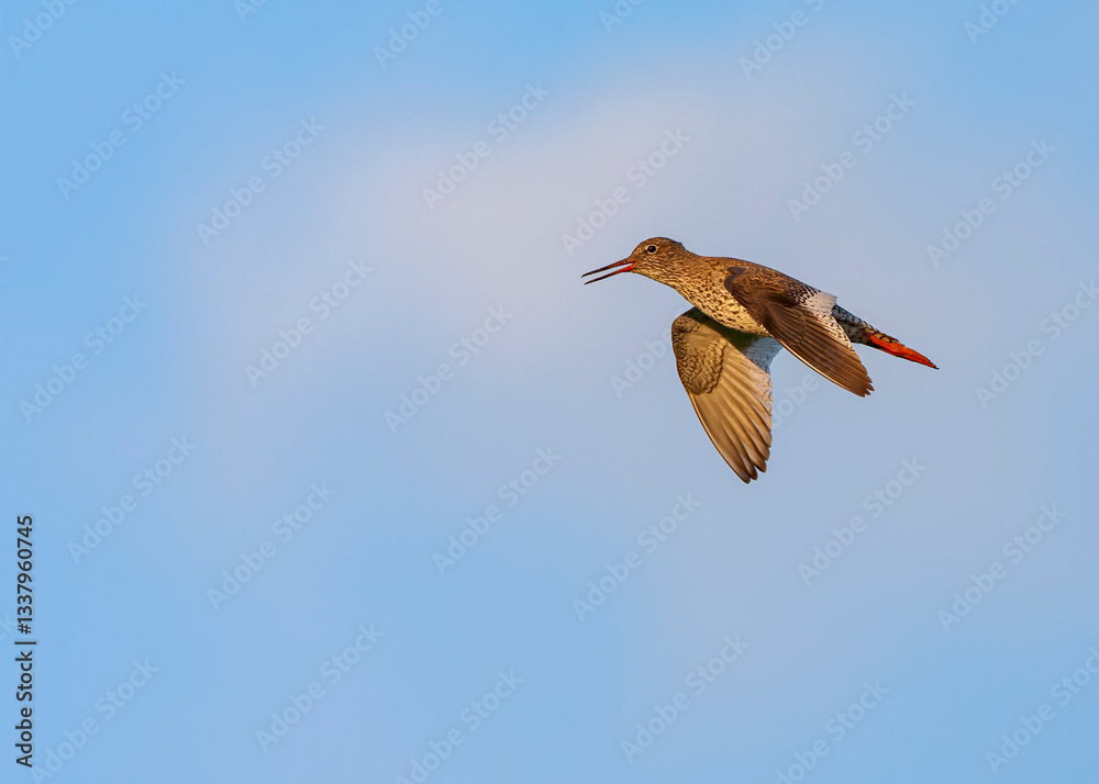 Obraz premium Common Redshank, Tringa totanus