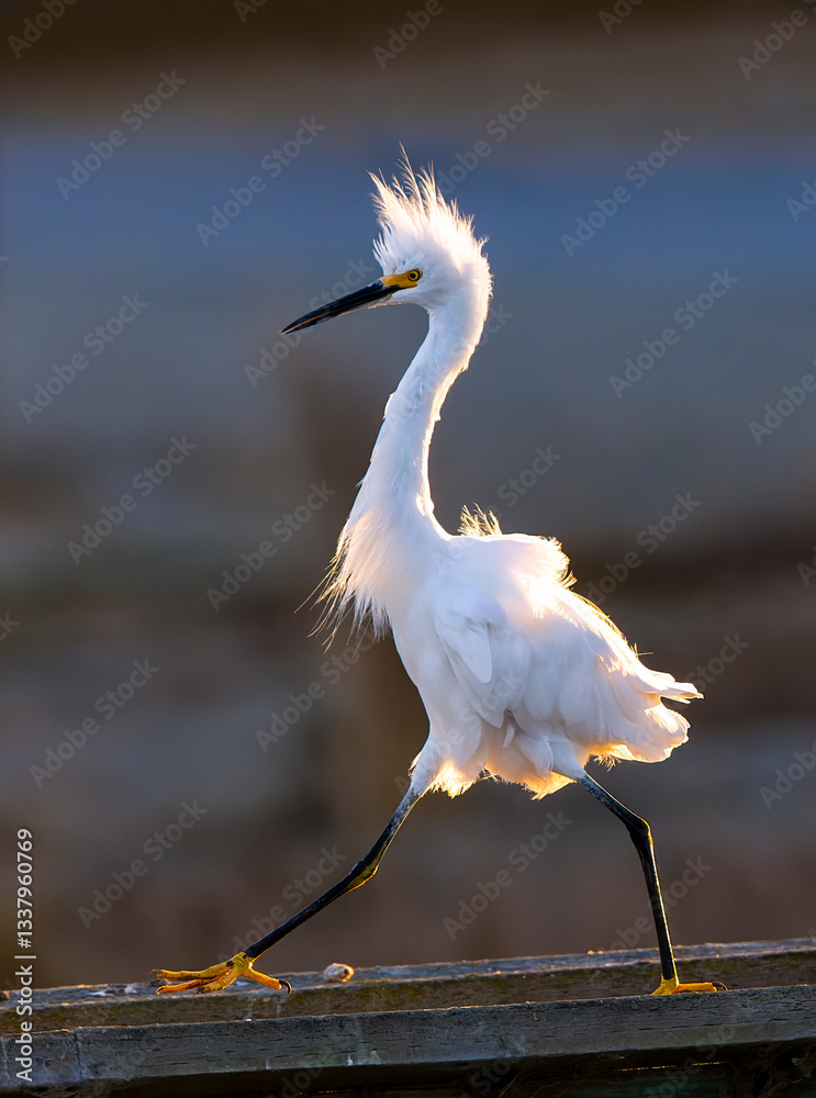 Snowy Egret, Egretta thula