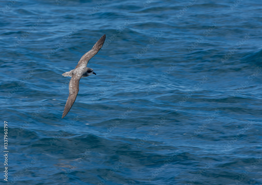 Soft-plumaged Petrel, Pterodroma mollis