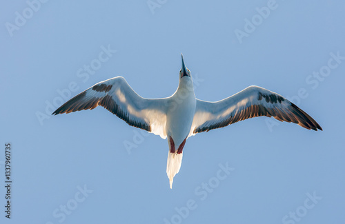 Red-footed booby, Sula sula sula, seen from below