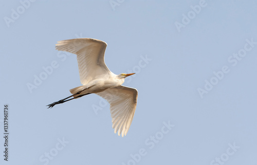 Obraz na płótnie Intermediate Egret, Ardea intermedia brachyrhyncha w salonie