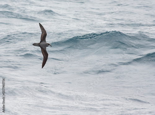 Obraz na płótnie Soft-plumaged Petrel, Pterodroma mollis w salonie