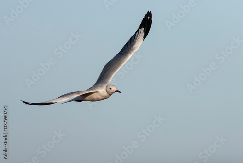 African Grey-headed Gull, Chroicocephalus cirrocephalus poliocephalus
