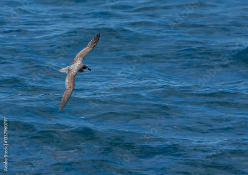 Obraz na płótnie Soft-plumaged Petrel, Pterodroma mollis w salonie