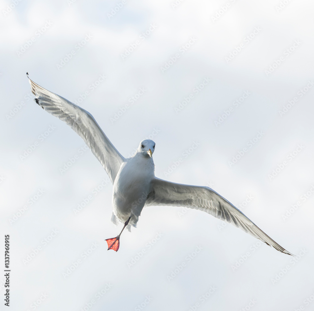 Vega Gull, Larus vegae