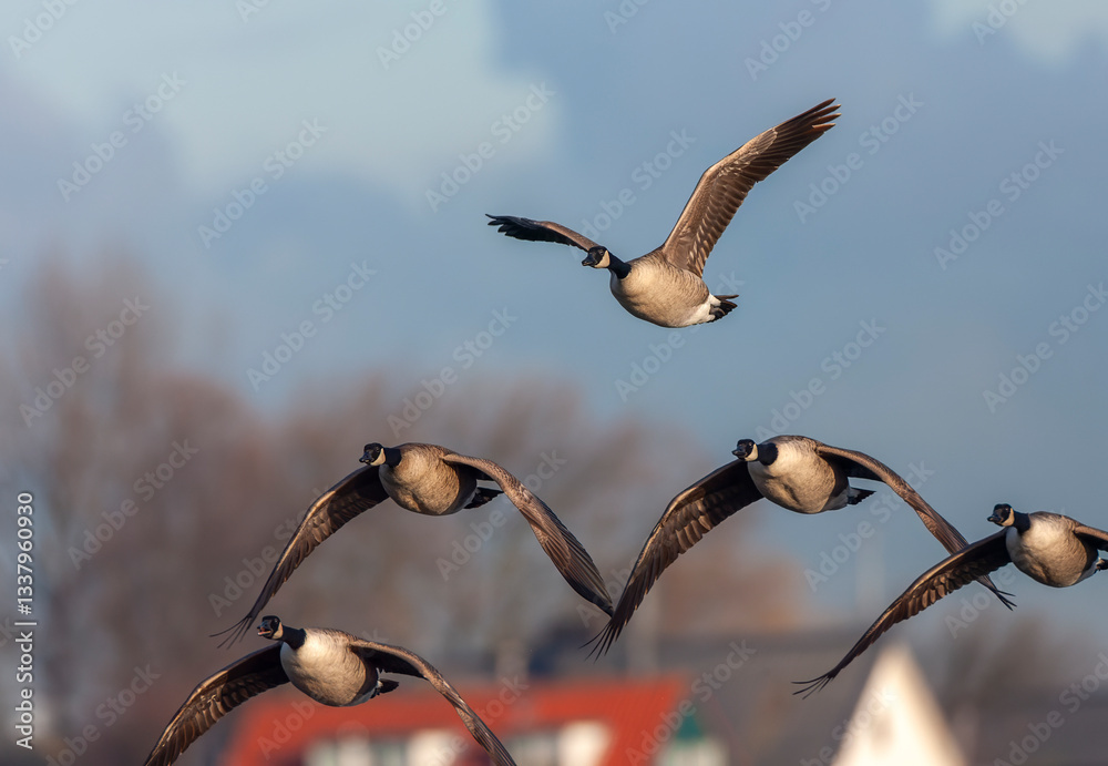 Greater Canada Goose, Branta canadensis canadensis