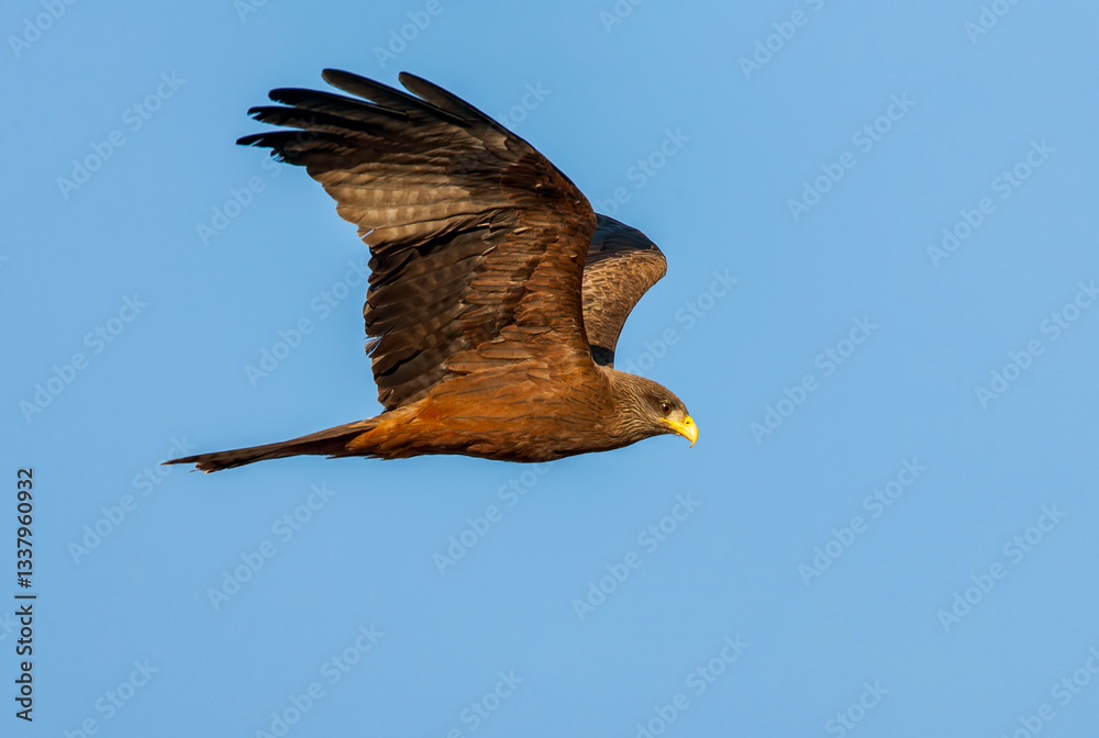 Yellow-billed Kite, Milvus aegyptius parasitus