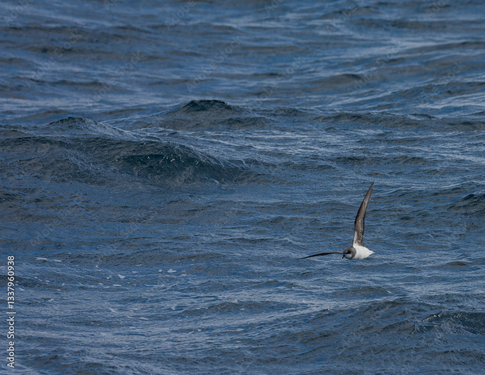 Soft-plumaged Petrel, Pterodroma mollis