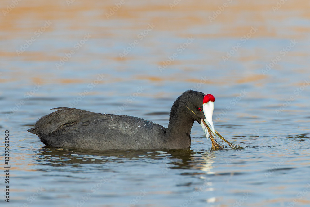 Red-knobbed Coot, Fulica cristata Red-knobbed Coot, Fulica cristata