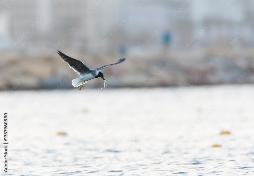 White-eyed Gull, Ichthyaetus leucophthalmus