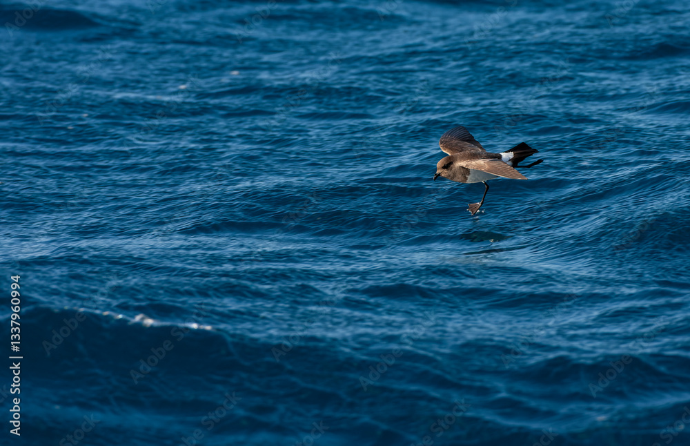 Gough Black-bellied Storm-Petrel, Fregetta tropica melanoleuca