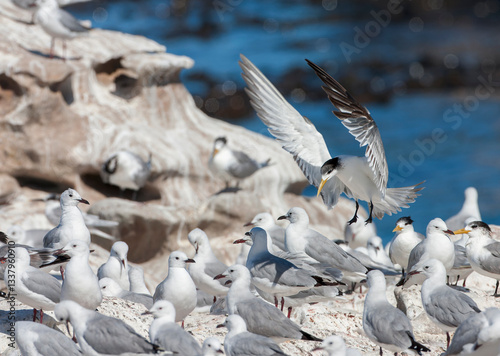 Greater Crested Tern, Thalasseus bergii bergii
