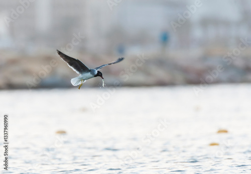 Obraz na płótnie White-eyed Gull, Ichthyaetus leucophthalmus w salonie