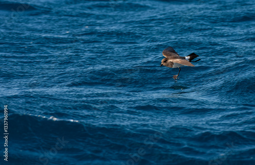 Gough Black-bellied Storm-Petrel, Fregetta tropica melanoleuca