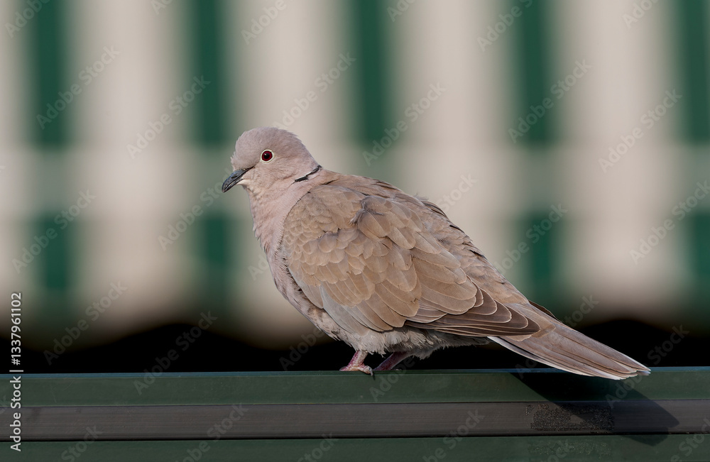 Eurasian Collared Dove, Streptopelia decaocto
