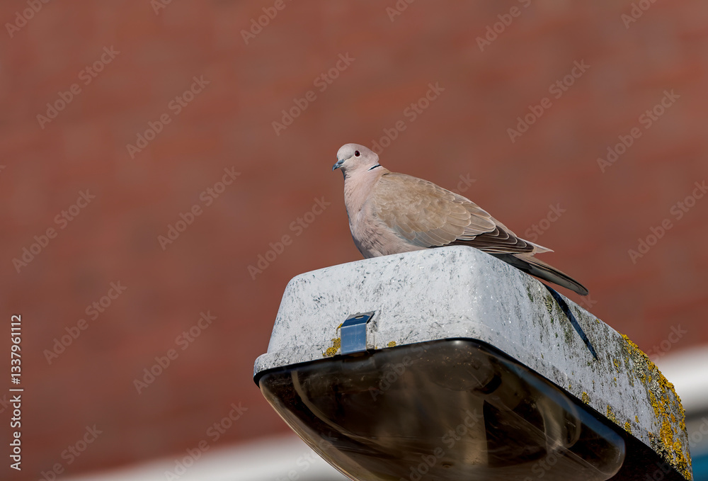 Eurasian Collared Dove, Streptopelia decaocto