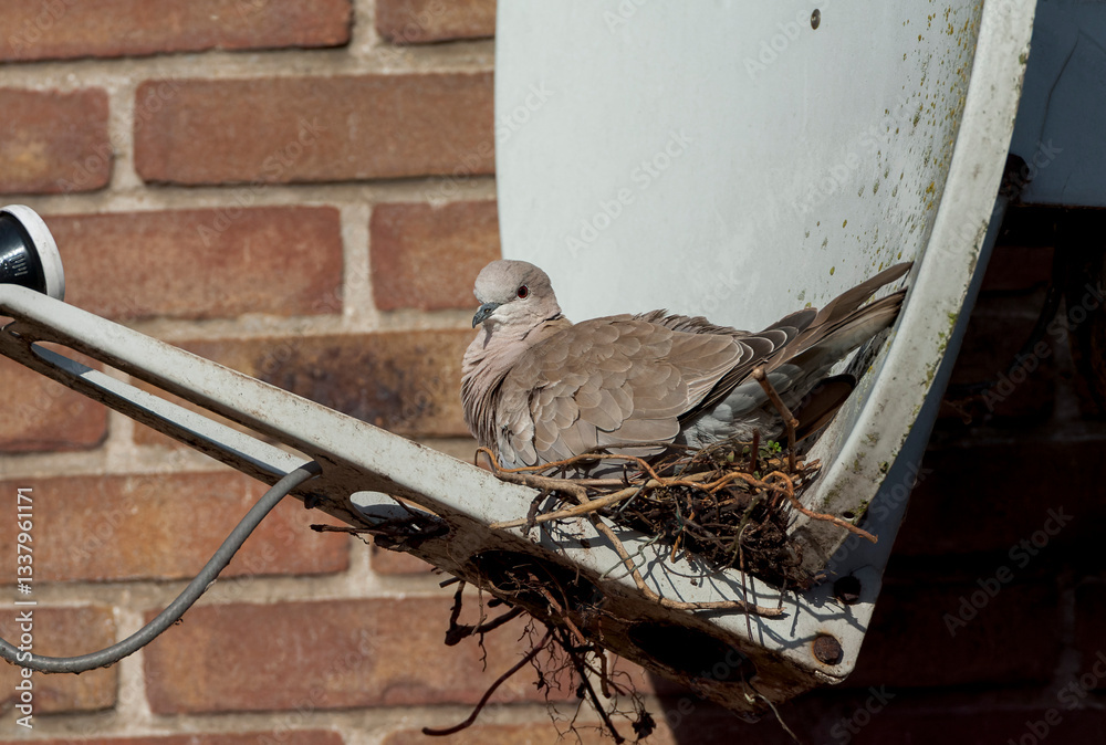 Eurasian Collared Dove, Streptopelia decaocto