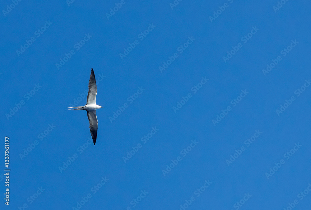 Sooty Tern, Onychoprion fuscatus