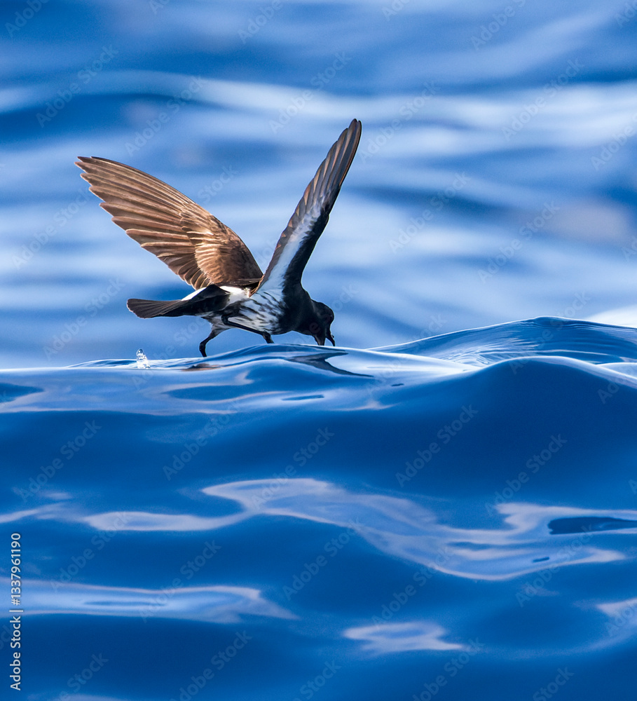 New Zealand Storm Petrel, Fregetta maoriana
