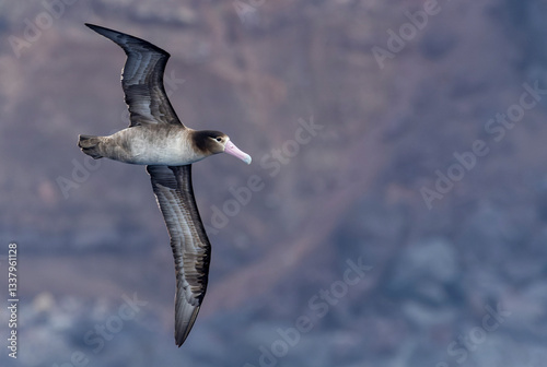 Obraz na płótnie Short-tailed Albatross, Phoebastria albatrus w salonie