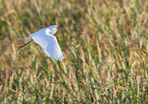 Snowy Egret, Egretta thula