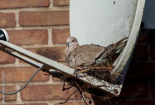 Obraz na płótnie Eurasian Collared Dove, Streptopelia decaocto w salonie