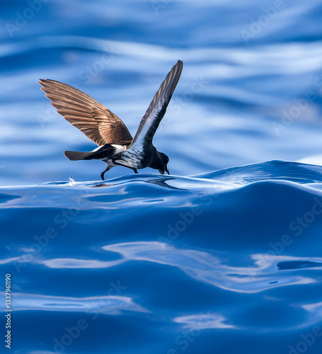 Obraz na płótnie New Zealand Storm Petrel, Fregetta maoriana w salonie
