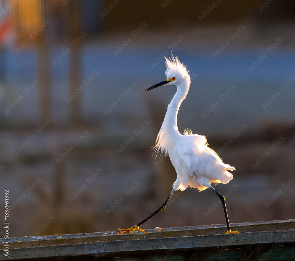 Snowy Egret, Egretta thula