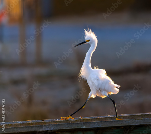 Obraz na płótnie Snowy Egret, Egretta thula w salonie