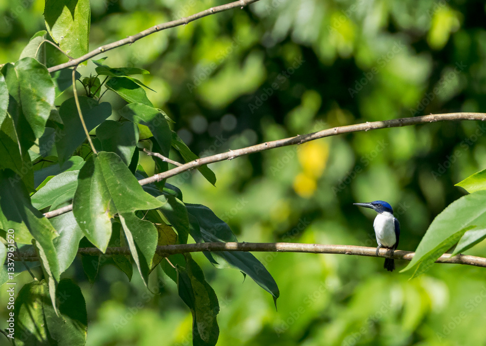 Ultramarine Kingfisher, Todiramphus leucopygius