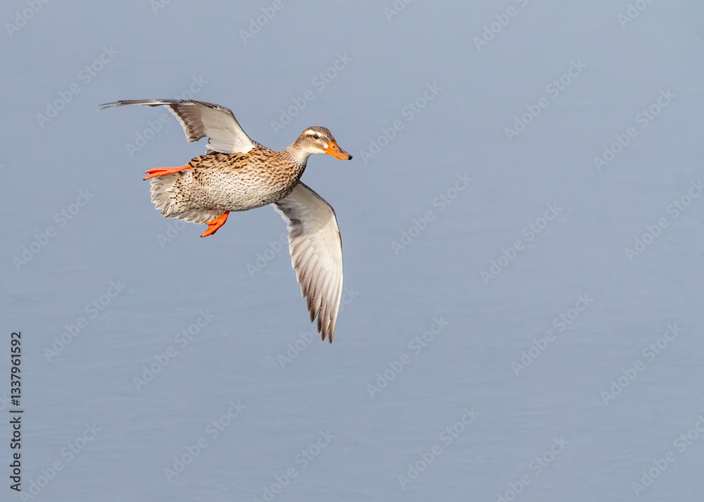 Mallard, Anas platyrhynchos