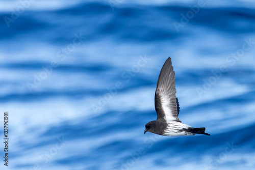 Obraz na płótnie New Zealand Storm Petrel, Fregetta maoriana w salonie