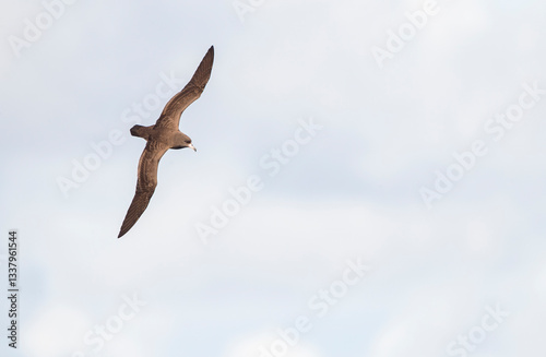 Obraz na płótnie Flesh-footed shearwater, Ardenna carneipes w salonie