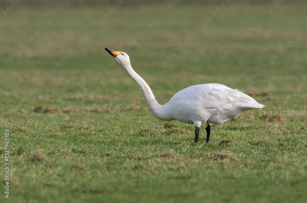Whooper Swan, Cygnus cygnus