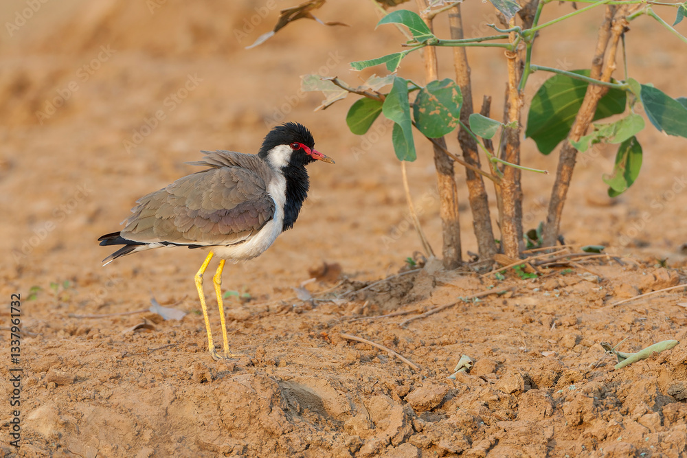 Red-wattled Lapwing, Vanellus indicus