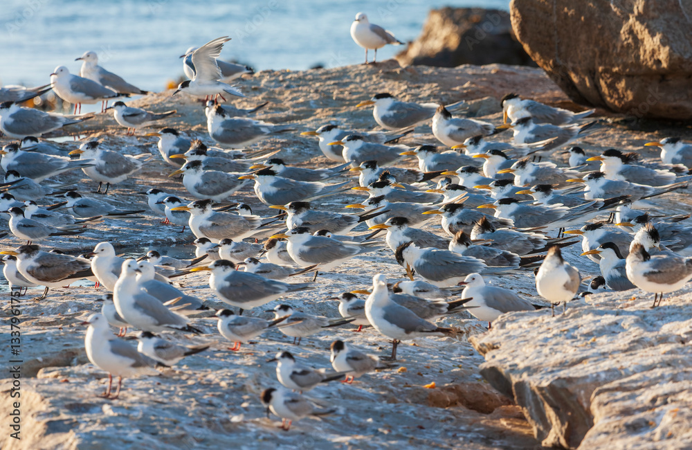 Greater Crested Tern, Thalasseus bergii bergii