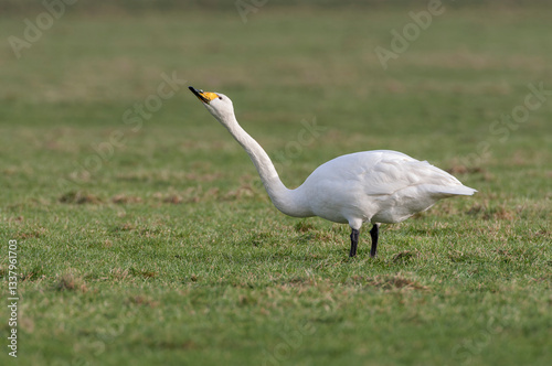 Obraz na płótnie Whooper Swan, Cygnus cygnus w salonie
