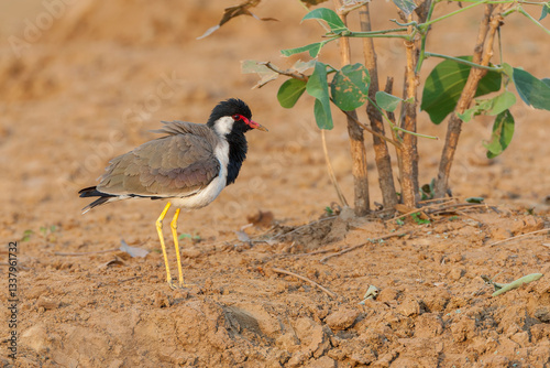Obraz na płótnie Red-wattled Lapwing, Vanellus indicus w salonie