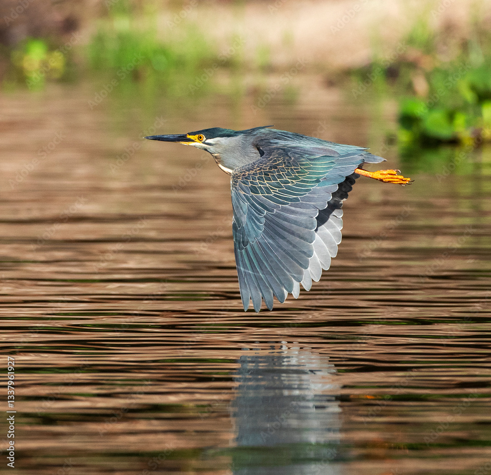 Striated Heron, Butorides atricapilla rutenbergi